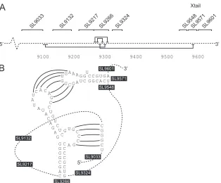FIG. 8. Proposed structure of a complex pseudoknot in hepatitis C virus. (A) The solid black horizontal lines above and below a linearrepresentation of the HCV genome (broken line) indicate the interactions involved in formation of SL9266 (above) and the long-range interactions