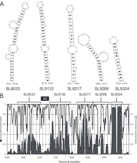 FIG. 2. Stem-loop structures in the NS5B-encoding region of HCV. (A) Predicted RNA secondary structures in the terminal 350 bases of the HCVcoding sequence (in NS5B)