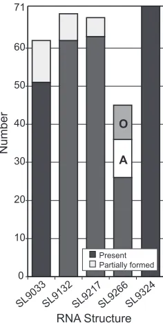 FIG. 3. SFOLD analysis of HCV NS5B sequences. Numbers ofconsensus structures in 72 centroids generated by SFOLD from a total