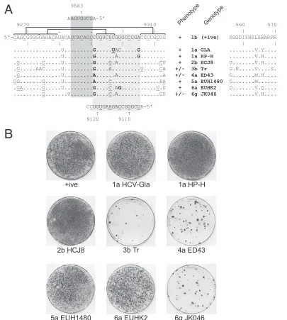FIG. 6. Exchange of SL9266 with the analogous region of other genotypes of HCV. (A) The SL9266 nucleotide sequence is shown (left)together with the nucleotide differences introduced by exchange with the sequences from a range of genotypes indicated