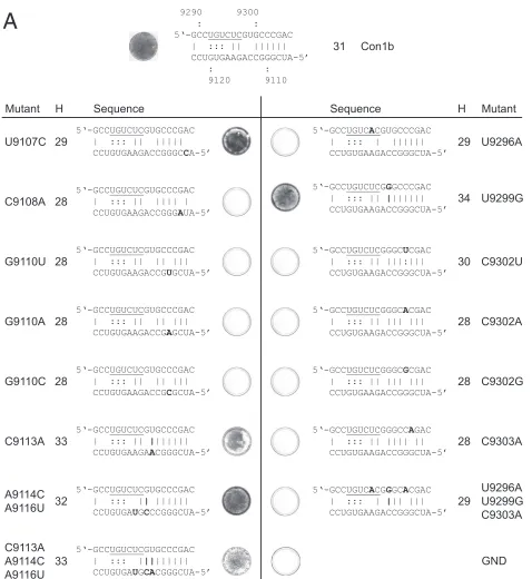 FIG. 7. Mutational analysis of the alternative interaction of sequences within SL9266
