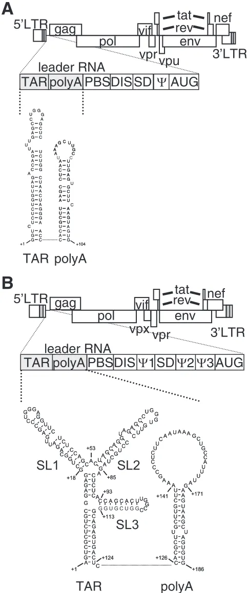 FIG. 1. Comparison of HIV-1 and SIVmac239 TAR structures. Sche-matic representations of the HIV-1 (A) and SIVmac239 (B) genomes are