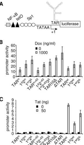 FIG. 3. Gene expression is not affected by TAR deletions. (A) Pro-moter-reporter constructs were generated in which the ﬁreﬂy lucifer-