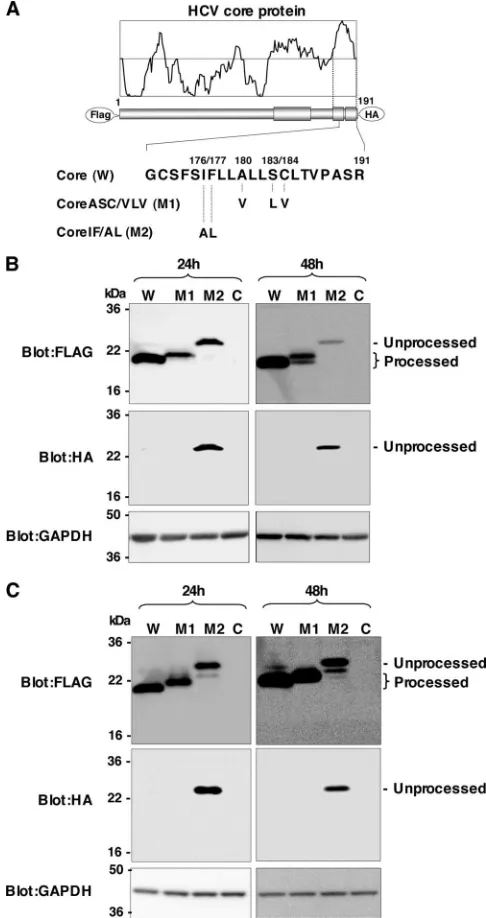 FIG. 1. Effects of mutations in the HCV core protein on cleavageby SPP. (A) cDNA constructs encoding the N-terminally FLAG- and