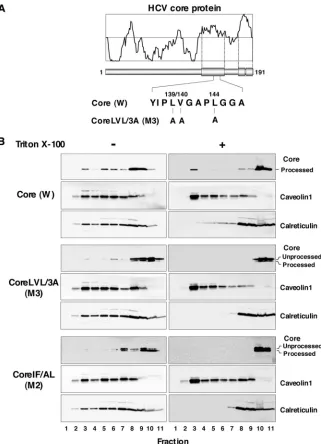 FIG. 3. HCV core protein partially migrates to the DRM after SPP processing. (A) cDNAs encoding authentic wild-type (W) and Core LVL/3A(M3) HCV core proteins