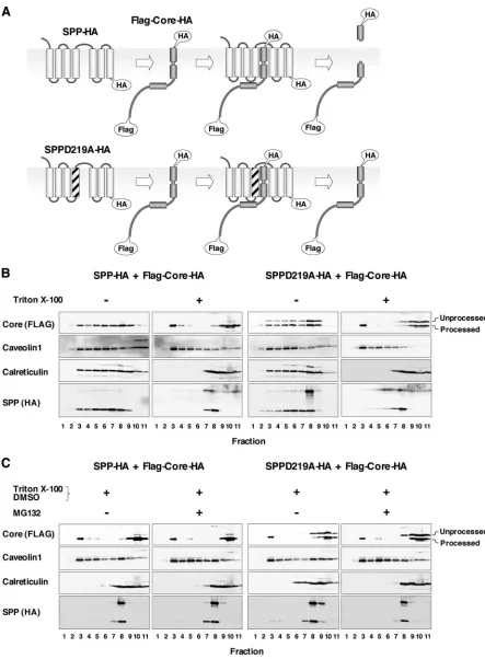 FIG. 4. The dominant-negative mutant of SPP prevents the cleavage of HCV core protein by SPP and its localization in the DRM