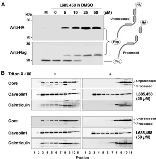FIG. 5. Effect of an SPP inhibitor on the cleavage of HCV core protein by SPP. The HCV core protein was expressed in 293T cells, andL685,458 was added to the culture supernatant, at the indicated concentrations, at 5 h posttransfection