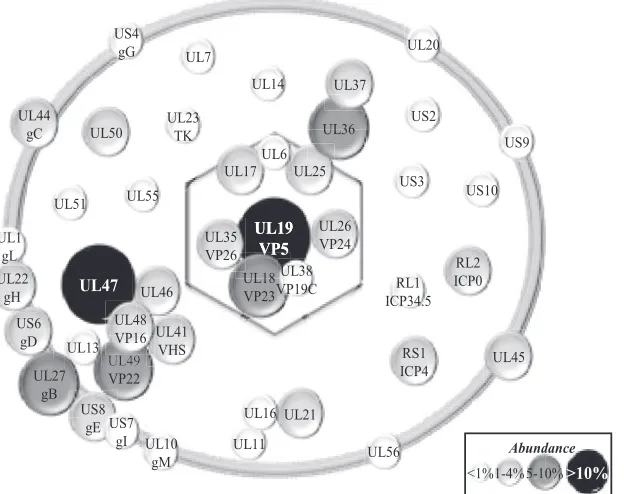 FIG. 8. Schematic representation of mature extracellular virions. The viral composition of the capsid, tegument, and envelope is indicated