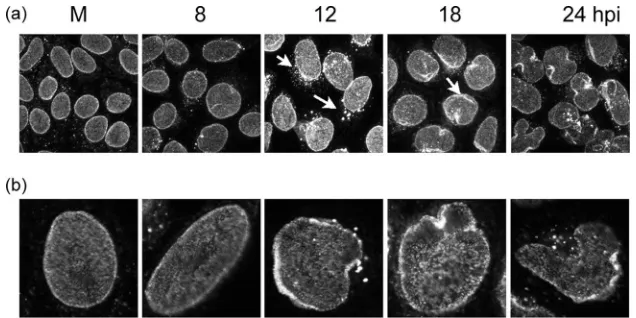 FIG. 2. Analysis of major nucleoporins during HSV1 infection.Cells were infected with HSV-1 at an MOI of 10, and samples were