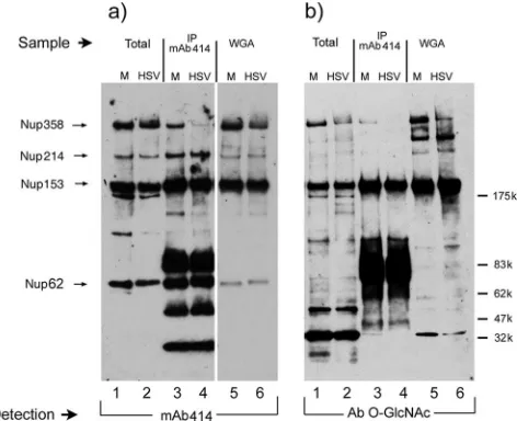 FIG. 3. Gradient fractionation of nucleoporins from isolated nuclear envelopes from mock-infected (M) (a) or HSV-infected (b) cells