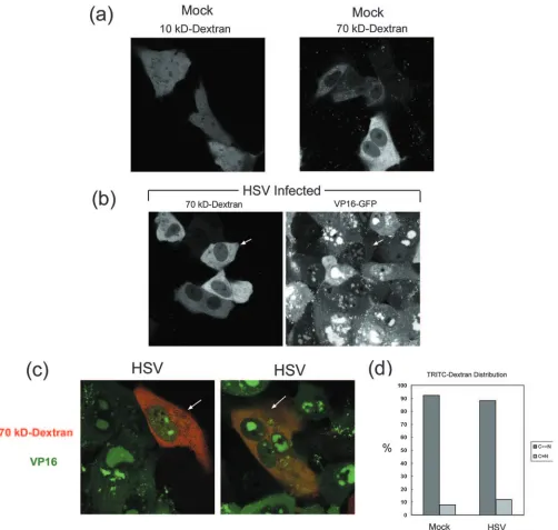 FIG. 5. Analysis of the permeability of the nuclear envelope during HSV-1 infection. (a) Uninfected Vero cells were microinjected with 10- or70-kDa TRITC-labeled dextran beads as indicated