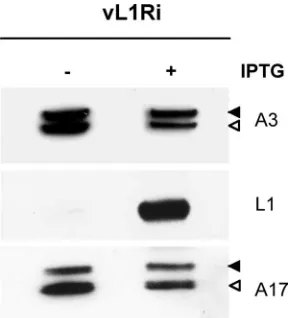 FIG. 3. Synthesis and processing of viral proteins. BS-C-1 cellswere infected with 5 PFU of vL1Ri per cell in the absence or presence