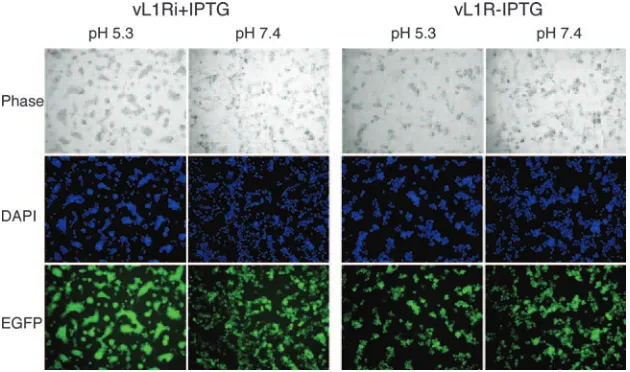 FIG. 6. Cell binding of virions and entry of cores. HeLa cells were infected with 5 PFU per cell of L1�to the D8 MV membrane protein and Alexa Fluor 594-conjugated goat anti-mouse secondary antibody, and stained green with a rabbit antibodyto the A4 core p