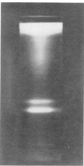 FIG.1.fromphosphategradienitgradientlayered4 Cfor Top and bottom bands in a sucrose density obtained by centrifugation of a niuclear lysate HEp-2 cells inzfected with HSV-2