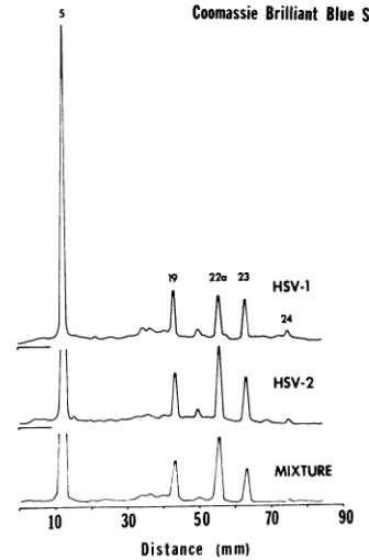 FIG. 4.proteinspanioncontainingother containingtaimzingCoomassieB-capsid Electropherograms of B capsid and virion alone an1d in an artificial mixture