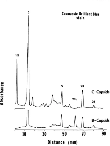 FIG. 6.profileslated Electropherograms of B and C capsids iso- from HSV-J-infected HEp-2 cells
