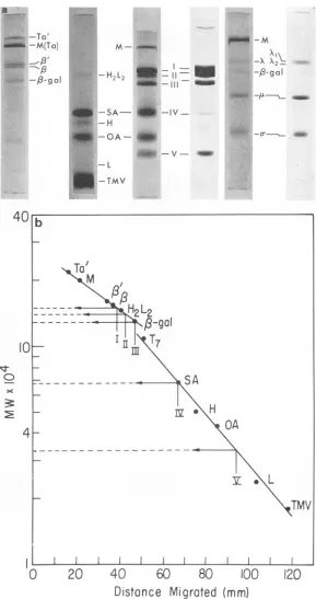 FIG. 8.0.1%E.serummarkerPlotTMV coli Molecular weight determinations oj CPV polypeptides based on electrophoretic migration of assorted species
