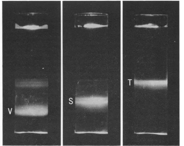 FIG.1.ponentSW50.1 Sedimentation of reovirus subfractions on a preformed gradient of CsCl centrifuged for 9 hr in an rotor at 36,000 revlmin