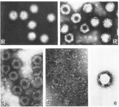 FIG. 2.film.gradientsatstoredat 37 pH Electron micrographs of reovirus satellite (a), reovirus virion (b), top component (c), top component at 4 C (d), and reovirus core (e)