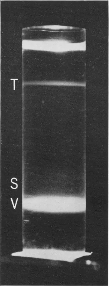 FIG. 5.forpreformedg/cm3);Virion Equilibriumsedimentation of CPV on a gradient of CsCl (p = 1.370 to 1.453 g/cm3) 9 hr at 36,000 rev/min in an SW50.1 rotor.V, (p = 1.435 g/cm3); S, satellite virion (p = 1.425 T, top component (p = 1.30 g/cm3).