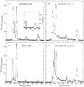 FIG. 7.polyacrylamidepeptidechlorideMaterials(T) Electropherograms of iodinated polypeptides of CPV virion (V), satellite virion (S), and top component isolatedfrom preformned gradients of CsCl (Fig