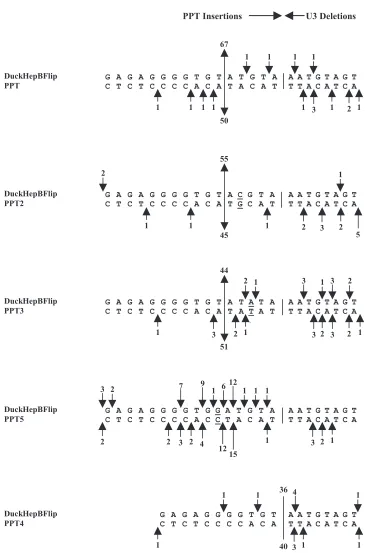 FIG. 2. Cleavages of the DuckHepBFlipPPT mutants by the RNase H of RSV RT. The arrows depict the positions of the PPT miscleavages,which result in insertions of part or all of the PPT (simple PPT inserts) or small deletions of the U3