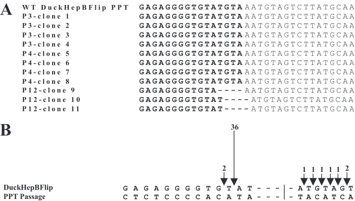 FIG. 3. Sequence of PPT-U3 junctions from passaged DuckHepBFlipPPT viruses and their cleavage by RNase H