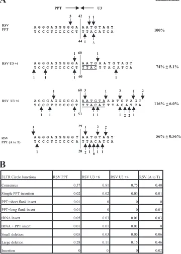 FIG. 4. (Mis)cleavages of the RSV U3 and RSV PPT (A to T) mutants by the RNase H of RSV RT and the relative titer