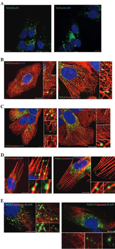 FIG. 1. Cellular proteins coimmunoprecipitated with anti-HAbeads from HA-NS3/NS4A-transfected cells