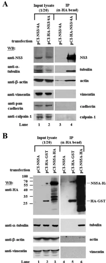 FIG. 3. Coimmunoprecipitation of NS3 and NS5A with tubulin andactin. HEK293T cells were transfected with NS3/NS4A or HA-NS3/