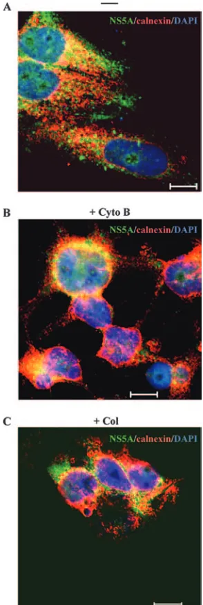 FIG. 7. Effects of cytochalasin B (Cyto B) and colchicine (Col) onmovement of HCV replication complexes