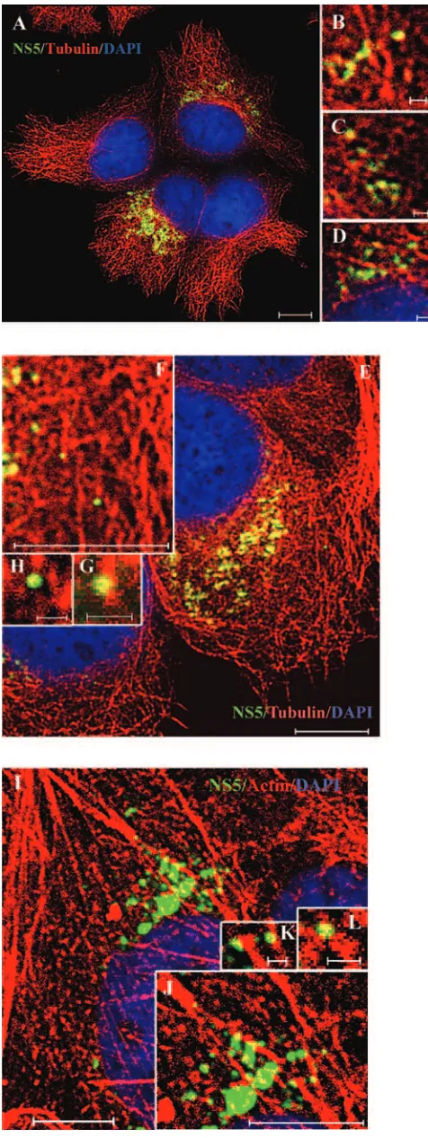 FIG. 8. Colocalization of NS5 with microtubules and actin ﬁla-ments in HCV-infected cells