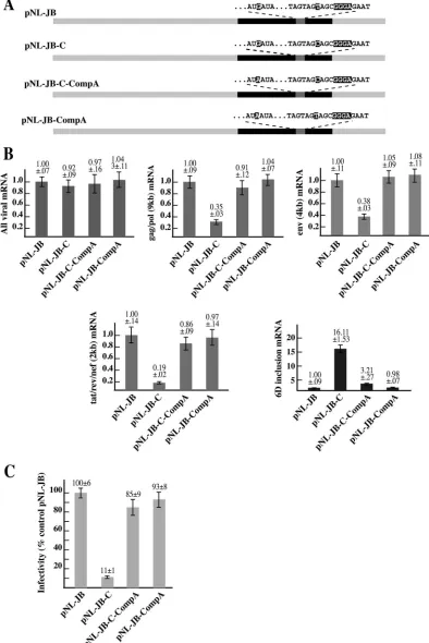 FIG. 7. A) Schematic map of the proviral clones. The compensatory �pNL-JB-CompA and into pNL-JB-C to generate pNL-JB-C-CompA