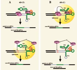 FIG. 8. Model for exon 6D splicing regulation. A) A speciﬁc structural conformation is required for efﬁcient splicing of exon 6D