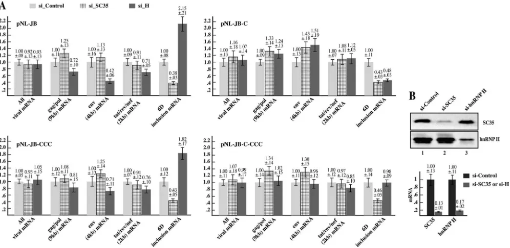 FIG. 3. Downregulation of SC35 and hnRNP H by siRNA alters exon 6D expression. A) HEK-293T cells were transfected with the indicatedproviral constructs or pEGFP-N1 as normalizing control and treated with either hnRNP H, SC35, or control siRNAs