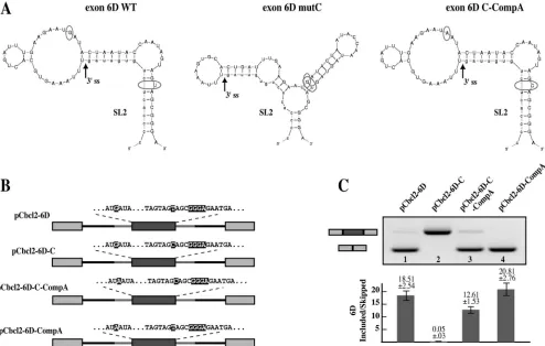 FIG. 6. Exon 6D splicing and viral infectivity are reestablished by a structural compensatory mutation