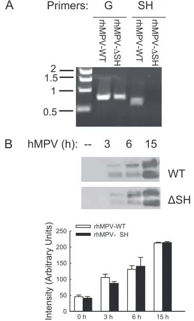 FIG. 1. Characterization of recombinant viruses. (A) Veriﬁcationof SH protein deletion