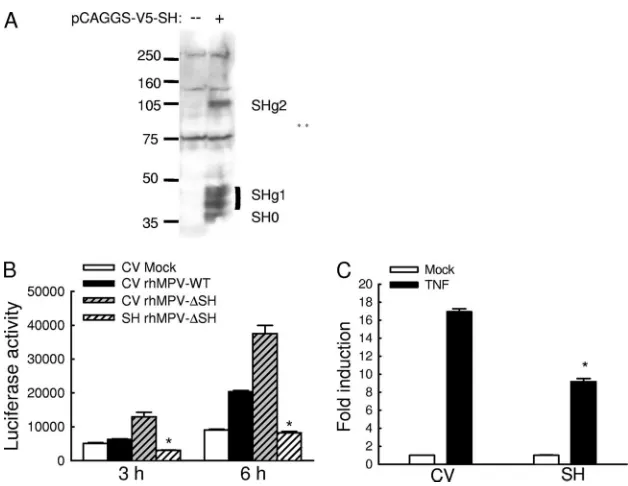 FIG. 3. SH protein modulates NF-�plasmid expressing V5-tagged SH protein or its control vector using Fugene 6