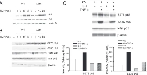 FIG. 4. SH protein modulates NF-�of 2 for various lengths of time and harvested to prepare nuclear extracts