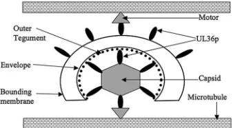 FIG. 7. Model for the role of UL36p in microtubule-mediatedHSV motility. Based on our data and those of others, we propose that