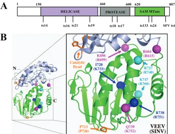 FIG. 1. (A) Schematic for the functional organization of nsP2 in the genus Alphaviruspreviously mapped to nsP2 helicase, protease, and the MTase-like domain are indicated