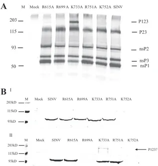 FIG. 3. Analysis of protein synthesis and processing. (A) In vitro transcription and translation of nsP2 lethal (R615A, R699A, and K752A) andsmall-plaque mutants (K733A and R751A) using the rabbit reticulocyte lysate