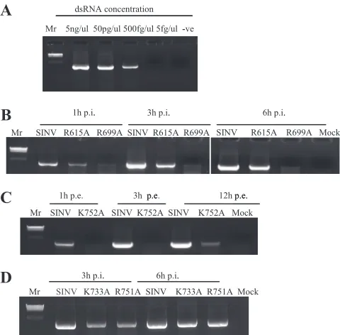 FIG. 5. Detection of minus-strand RNA by RT-PCR. (A) dsRNAwas prepared by hybridizing plus-sense and minus-sense in vitro tran-