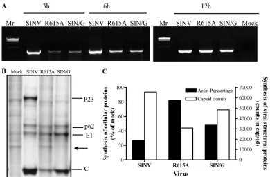 FIG. 7. Comparison of phenotypic characteristics for R615A and SIN/G. (A) Minus-strand RNA synthesis