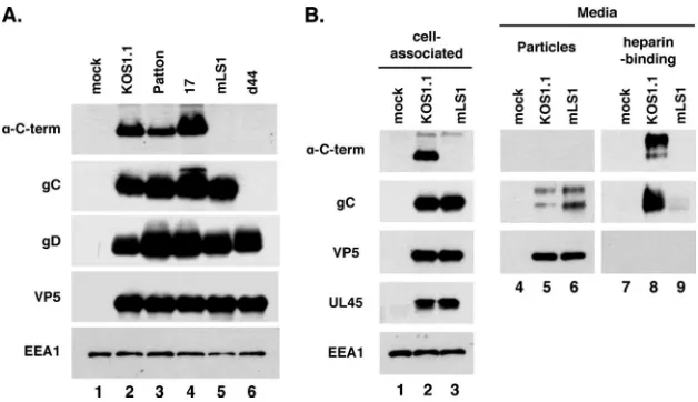 FIG. 7. The variant form of gC is expressed by multiple HSV-1 strains and is secreted