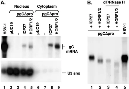 FIG. 2. The transactivator-speciﬁc difference in gC mRNA struc-ture is generated in the nucleus and is not due to poly(A) tail length.