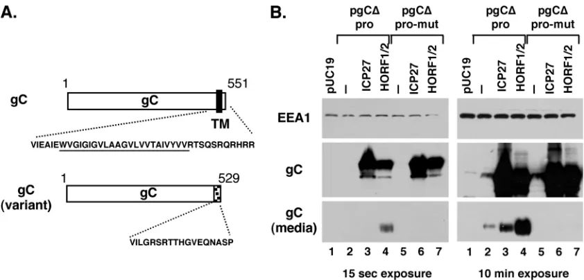 FIG. 4. The spliced transcript encodes a secreted form of gC. (A) Standard and variant forms of gC