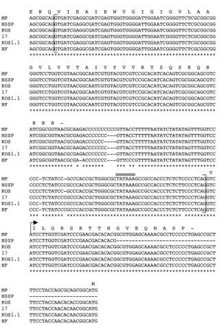 FIG. 5. Conservation of gC splicing signals and alternate C-terminal coding sequence in various HSV-1 strains