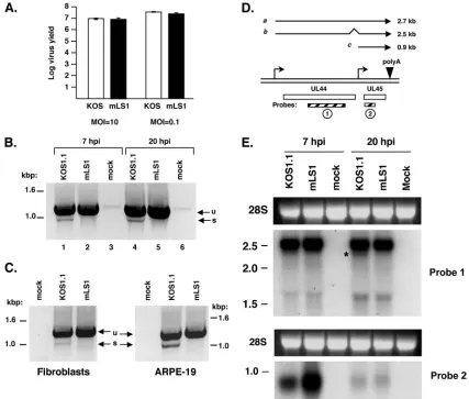 FIG. 6. Analysis of HSV-1 mutant mLS1. (A) Viral yield assays. Vero cells were infected with WT or mLS1 at the MOIs shown