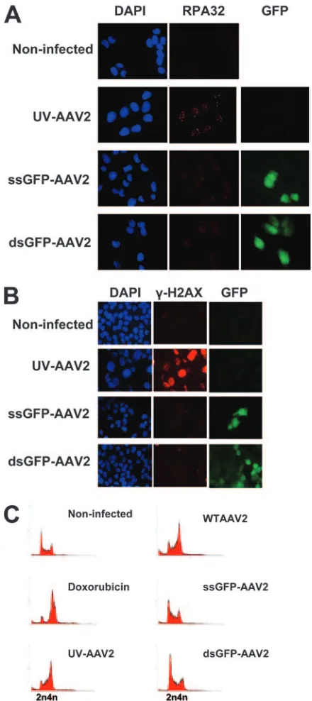 FIG. 1. AAV2 infection induces a DNA damage response. (A) De-scription of the viruses used in this study